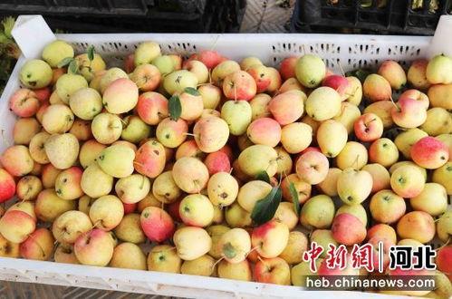 石家庄水果最新爆料,新鲜爆料，盘点当季热门水果！